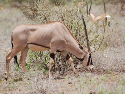 Beisa Oryx