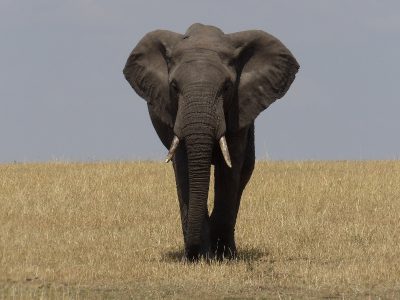 Elephant in Tarangire National Park