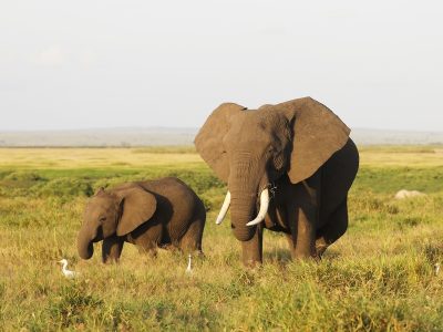 A mother and baby elephant walking on the savanna of Amboseli National Park, Kenya, Africa