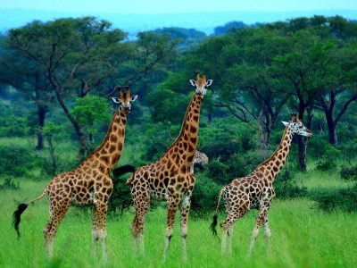 Giraffes in Murchison Falls National Park