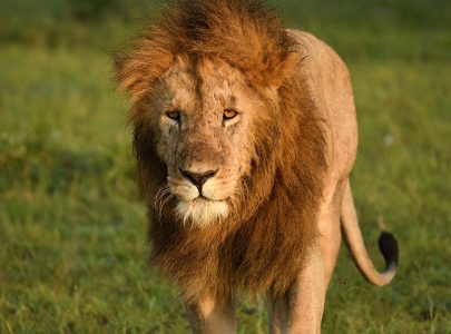 Lion in the Masai Mara