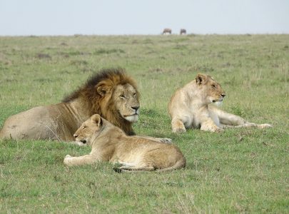 Serengeti lions