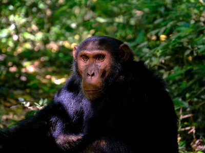 Uganda chimpanzee