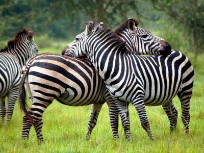 Uganda zebras (1)