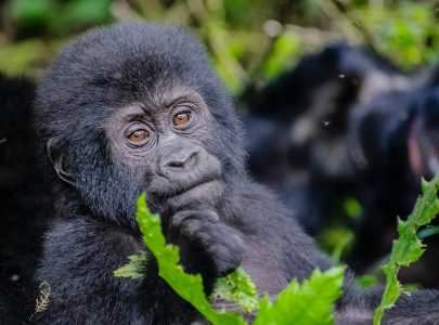 Young Gorilla in Bwindi