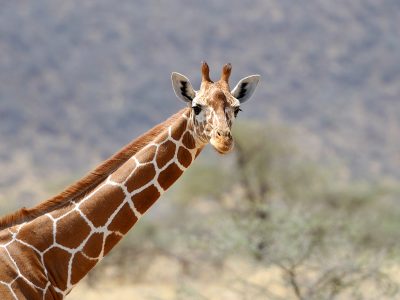 giraffe-wild (1)